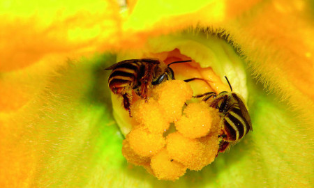 Bees can help boost food security of two billion small farmers at no cost – UN