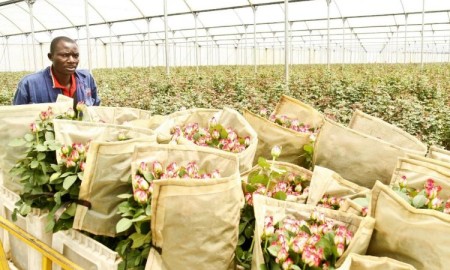 Kenya flower firms relocating to Ethiopia, cite better conditions