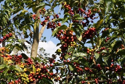 The Birthplace of Coffee