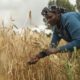 Two new malt barley varieties released in game-changing development in Ethiopia