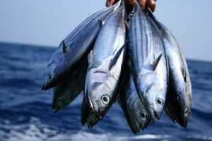 Ministry plans to harvest 55,000 tonnes of fish