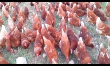 INNOVATIVE POULTRY FARMING IN ETHIOPIA