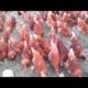 INNOVATIVE POULTRY FARMING IN ETHIOPIA