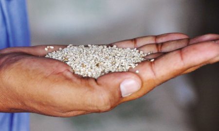 Sesame Seeds Farming Business Africa Ethiopia