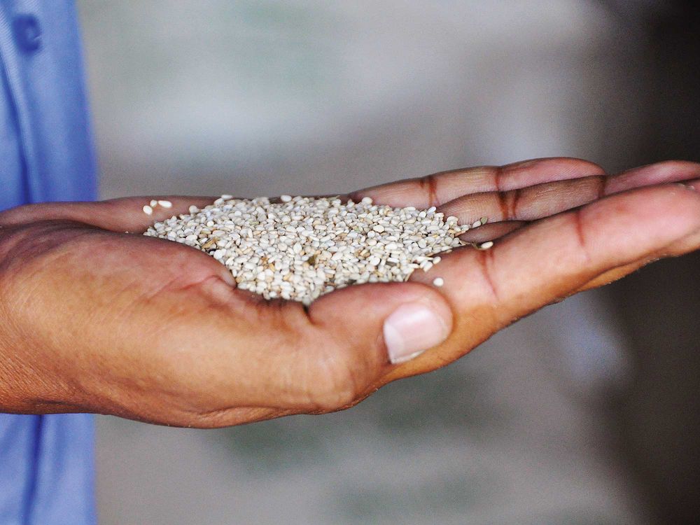 Sesame Seeds Farming Business Africa Ethiopia
