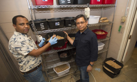 Ethiopian scientist studies sweet potatoes at AgCenter research station