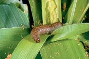 Fall armyworm threatening food security in Africa
