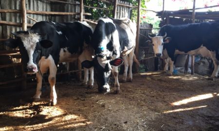 holland dairy ethiopia