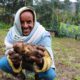 Potatoes prevent food crisis in Ethiopia and restore 'dignity and hope'