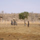 Burkina Faso: Climate Change Triggers Rural Exodus